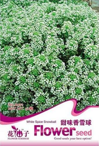 White Sweet Alyssum Carpet of Snow Flower Seeds