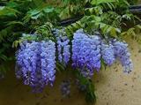Blue Wisteria Seeds
