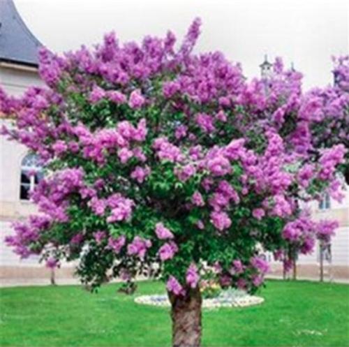 Purple Lilac Japanese Lilac Flower Seeds