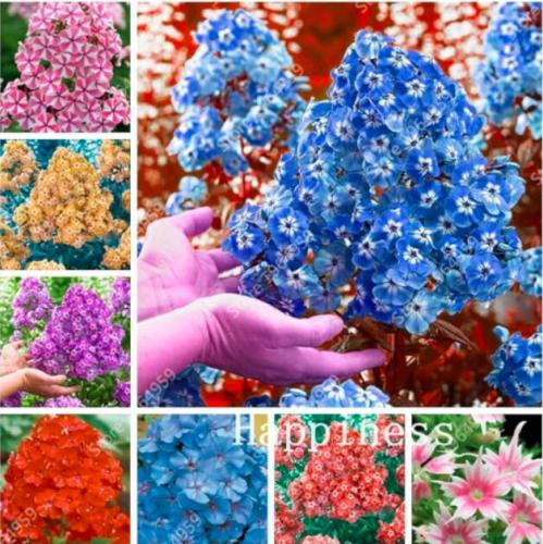 Mix Phlox Flower Seeds