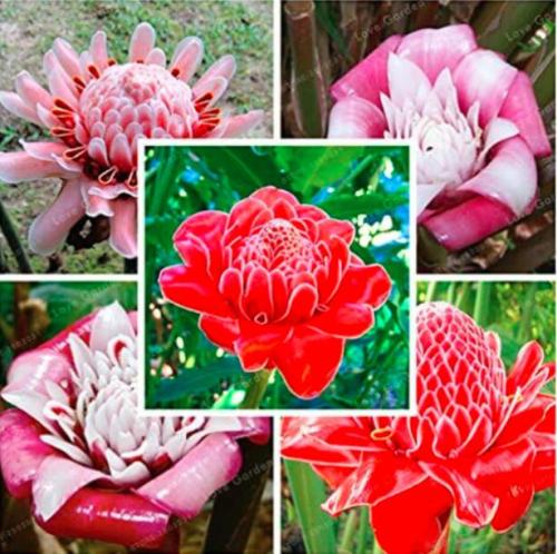 Etlingera Elatior Flower Seeds, Mixed