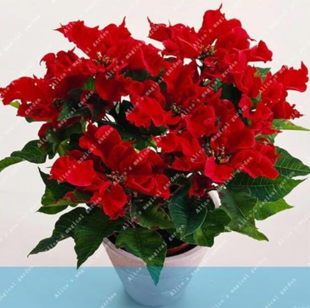 PoinsettiaEuphorbiaPulcherrimapottedPlantSeeds,RedFlowers