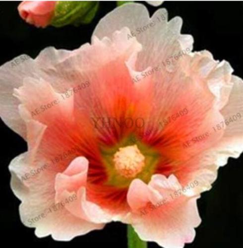 Hollyhock Flower Seeds, Khaki Flowers