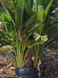 Traveller's Palm Seeds