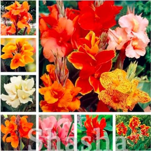 Canna Lily Seeds, Mixed