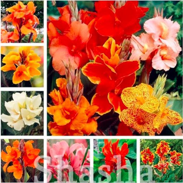 Canna Lily Seeds, Mixed