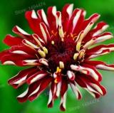 Euphorbia Pulcherrima Seeds, Red Flowers