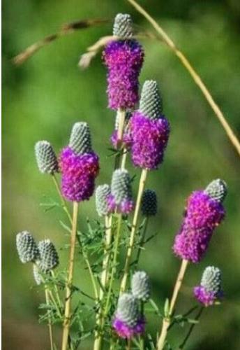 Purple Prairie Clover Dalea Purpureum Flower Seeds Non-Hybrid, Open-Pollinated