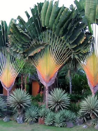 Traveller's Palm Seeds