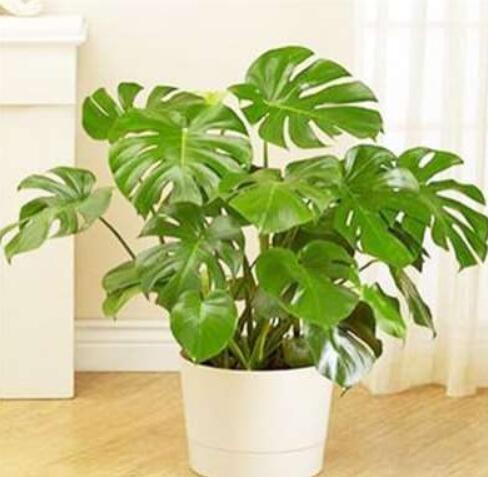 Rare Palm Turtle Leaves Monstera Seeds
