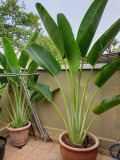 Traveller's Palm Seeds