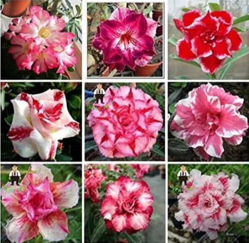 Adenium Seeds, Mixed