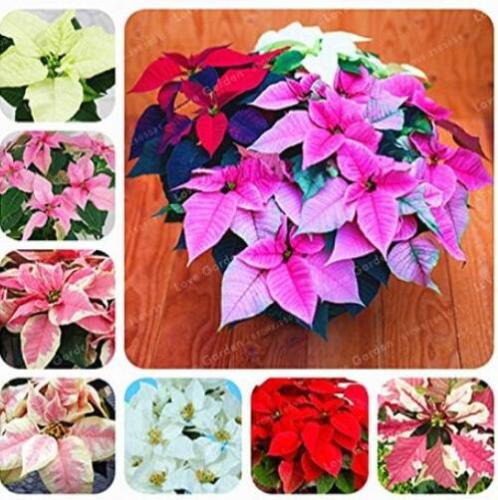 Poinsettia Seeds, Mixed