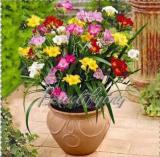 Freesia Seeds, Mixed