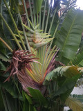 Traveller's Palm Seeds