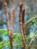 Japan Moringa Seed Edible Ornamental Flores