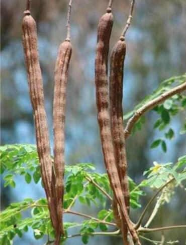 Japan Moringa Seed Edible Ornamental Flores