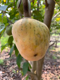 Annona Reticulata Seeds