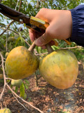 Annona Reticulata Seeds