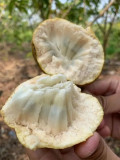 Annona Reticulata Seeds