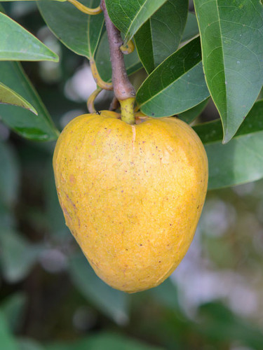 Annona Reticulata Seeds