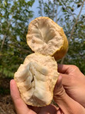 Annona Reticulata Seeds