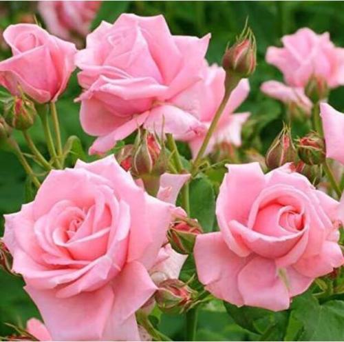 Rare Full-petalled Pink Rose Heirloom Fragrant Rose Seeds