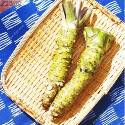 Mustard Japanese Horseradish Wasabi Vegetable Seeds