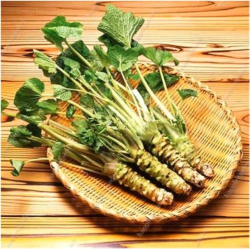 Japanese Horseradish plants Vegetable Wasabia Japonica Home Garden Seeds