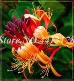 Honeysuckle Vine Plant Seeds, Orange-red Flowers