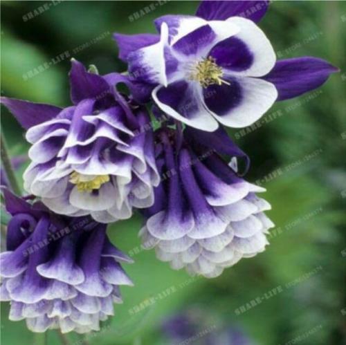 Aquilegia Columbine Seedsm, Dark Purple and White Flowers