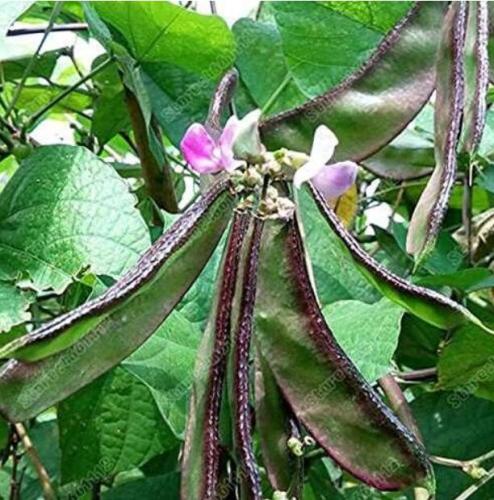 Purple Sweet Pea Red Side Eyebrow Bean Seeds