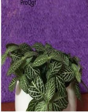 Fittonia verschaffeltii Seeds