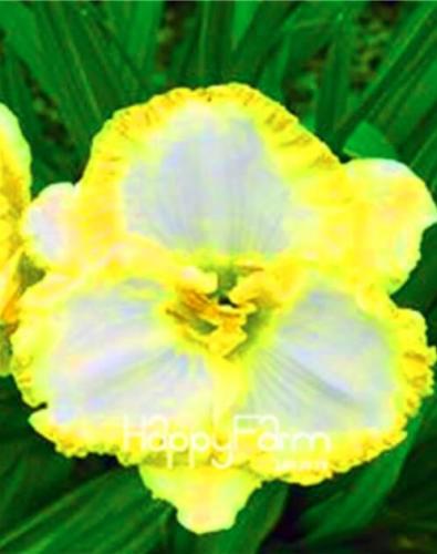 Hybrid Daylily Flower Seeds, Yellow-White Flowers