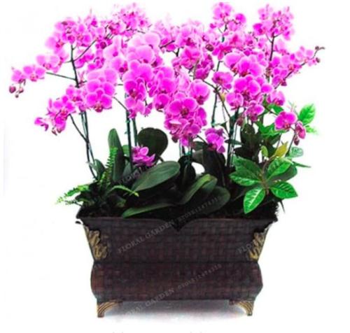 Cymbidium Seeds, Pink Butterfly Orchid