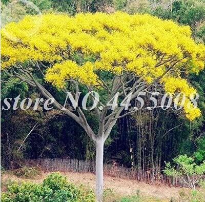 Rare Jacaranda Mimosifolia Seeds, Yellow Flowers