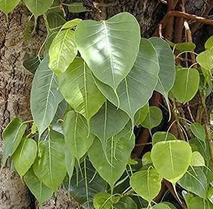 Ficus religiosa | Peepul Seeds