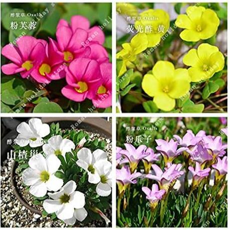 Oxalis Flower Bulbs Seeds, Mixed