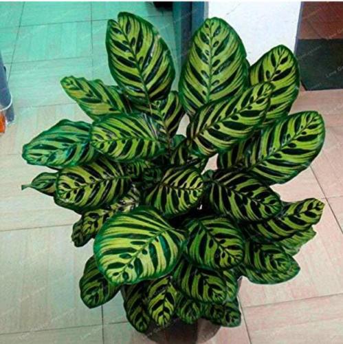 Calathea Seeds Foliage Plant, Green and Dark Green Leaves with Yellow Stripes