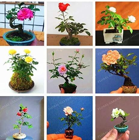 Chinese Rare Mini Rose Flower Plant Seeds, Mixed