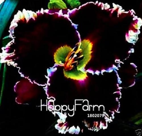 Hybrid Daylily Flowers Seeds, Redish Black Flowers with White Edge