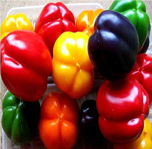 Organic NON GMO Heirloom Paprika Chilli Pepper Seeds Mixed