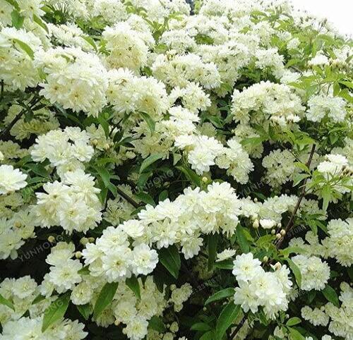 Double Murraya Paniculata Orange Seeds Jasmine White Fragrant Flowers