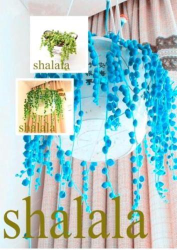 Pearl Chlorophytum Seeds, Mixed