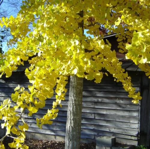 Ginkgo Biloba Seeds
