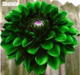 Dahlia Bonsai Japan Rare Flower Beautiful Perennial Flower Seeds