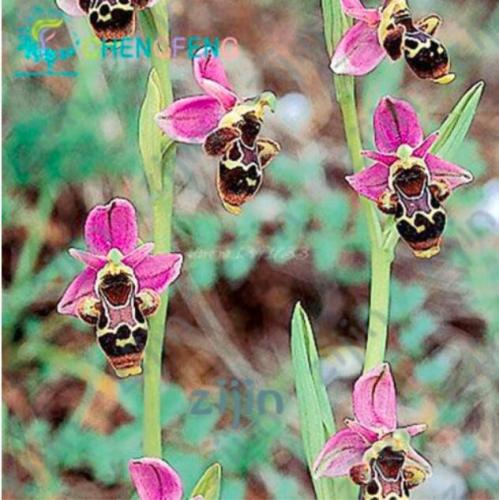 Bee Orchid Seeds, Rose Pink Petals Tiger Spots Centre