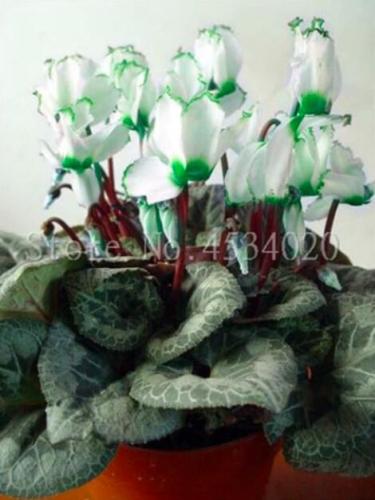Cyclamen Flower Seeds, White Semi-double Flowers with Green Damask Edge