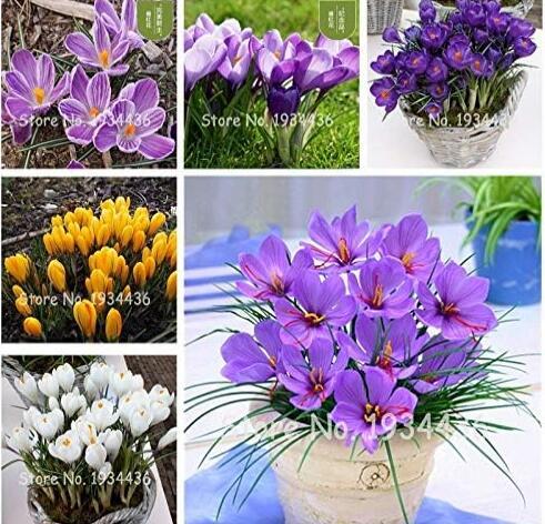 Saffron Plants Crocus Flower (Not Crocus Saffron Bulbs), Mixed