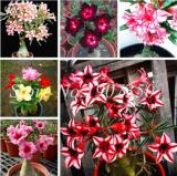 Desert Rose Flower Seeds, Mixed